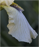 A delicate white iris petal with soft purple accents, showcasing intricate veining.