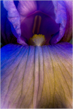 Iris "Youth Dew"at Presby with some saturation and detail effects.