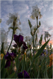 Iris field at dawn