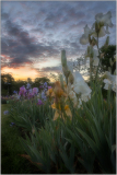 Field of iris at sunrise.