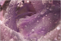 Close-up of a purple flower petal with water droplets glistening on it.