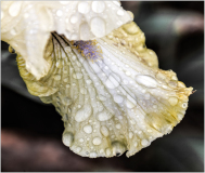 Iris "Art Of Raphael" at Presby Iris Garden