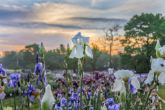 iris-garden-87