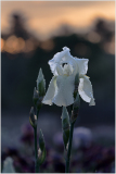 Iris Immortality at Presby Gardens