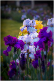Presby iris gardens