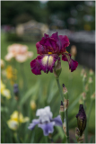 A vibrant purple iris stands tall among colorful blooms in a sunny garden.