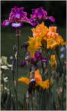 Colorful irises in shades of purple and orange bloom in a vibrant garden.