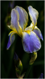 A vibrant iris flower with purple and yellow petals, surrounded by green foliage.