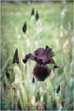 A cluster of dark purple iris blooms surrounded by lush green foliage.