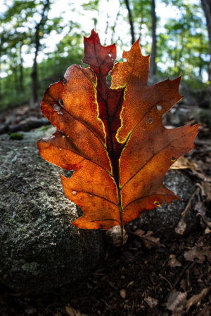 A close-up of a brown oak leaf with green veins, resting on a rock in a forest.