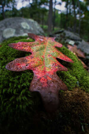 A vibrant red oak leaf rests on green moss among rocks in a forest setting.