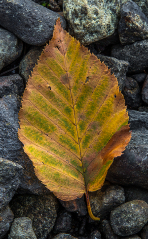 leaf_portrait-1