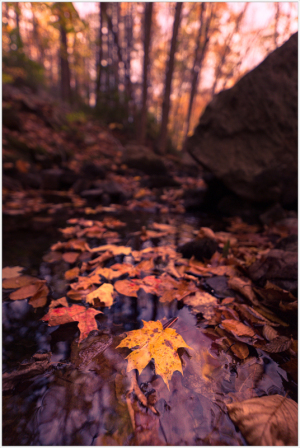 Colorful autumn leaves floating on a stream, with trees in the background.