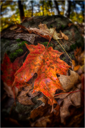 Close-up of colorful autumn leaves on a rock with moss in a forest setting.
