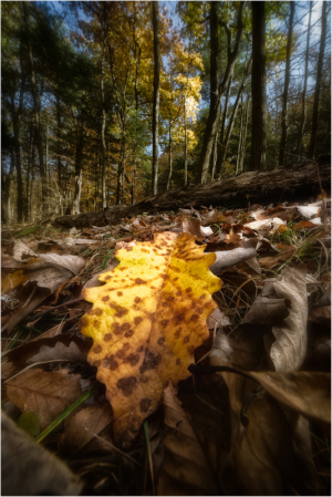 A vibrant yellow leaf rests among fallen foliage in a forest.