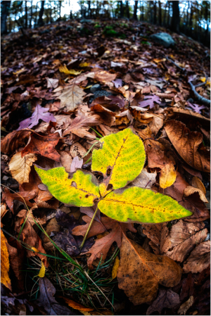 Bright green leaves stand out among fallen autumn foliage.