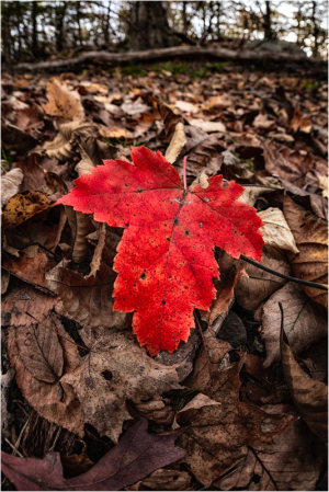 Red leaf