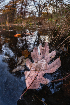 Wilted leaf simmers just above greased reflections, perfecting dark mirth.