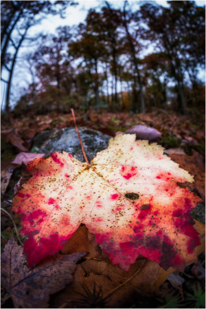 Close-up of a colorful autumn leaf on the ground among fallen leaves.