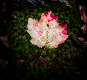 Pale leaf
