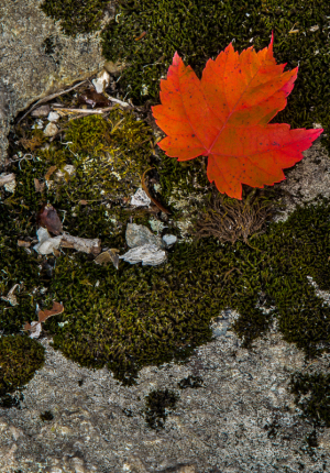 leaf_portrait-2