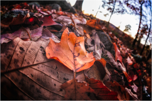 Close-up of fallen autumn leaves in various colors on the ground.