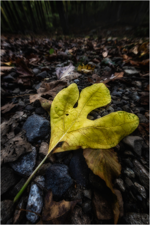 Yellow leaf portrait