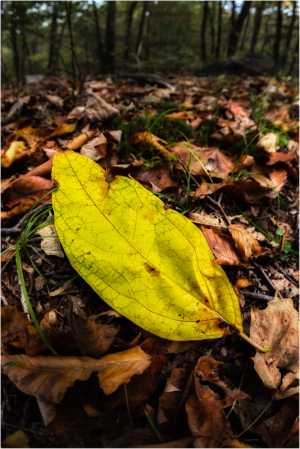 Leaf portrait