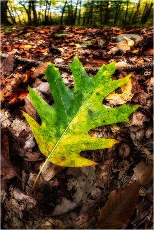 Oak leaf portrait.