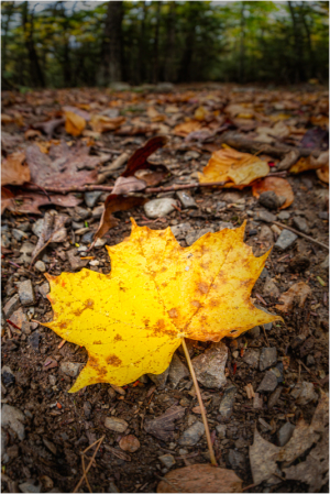 Leaf portrait