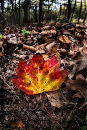 Leaf portrait