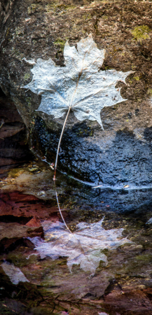 Reflections in a pond