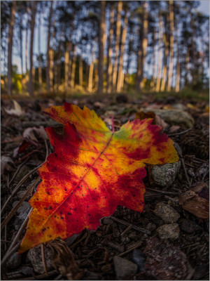 Red gold green