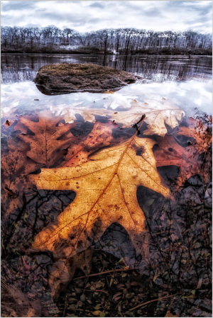 Leaves submerged in water with a rock nearby, reflecting trees and cloudy sky.