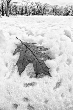 A brown leaf resting on white snow, with bare trees in the background under a cloudy sky.