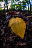 A bright yellow heart-shaped leaf on a forest floor covered with brown leaves.