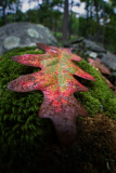 A vibrant red oak leaf rests on green moss among rocks in a forest setting.