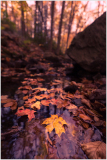 Colorful autumn leaves floating on a stream, with trees in the background.