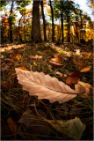 A close-up of a brown leaf with droplets on it, surrounded by fallen leaves in a forest.