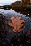 A large brown leaf rests on the water's surface among fallen leaves and rocks.