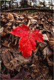Red leaf
