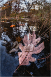 Wilted leaf simmers just above greased reflections, perfecting dark mirth.