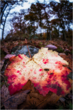 Close-up of a colorful autumn leaf on the ground among fallen leaves.