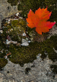 leaf_portrait-2