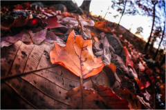 Close-up of fallen autumn leaves in various colors on the ground.
