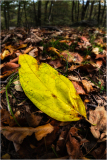 Leaf portrait