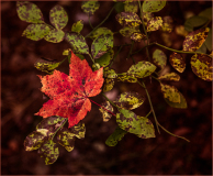 A vibrant red maple leaf surrounded by green speckled leaves.