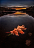 A single autumn leaf floating on still water at sunset.