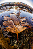 A close-up of a brown leaf resting on water, surrounded by other leaves and pebbles.