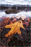 Leaves submerged in water with a rock nearby, reflecting trees and cloudy sky.